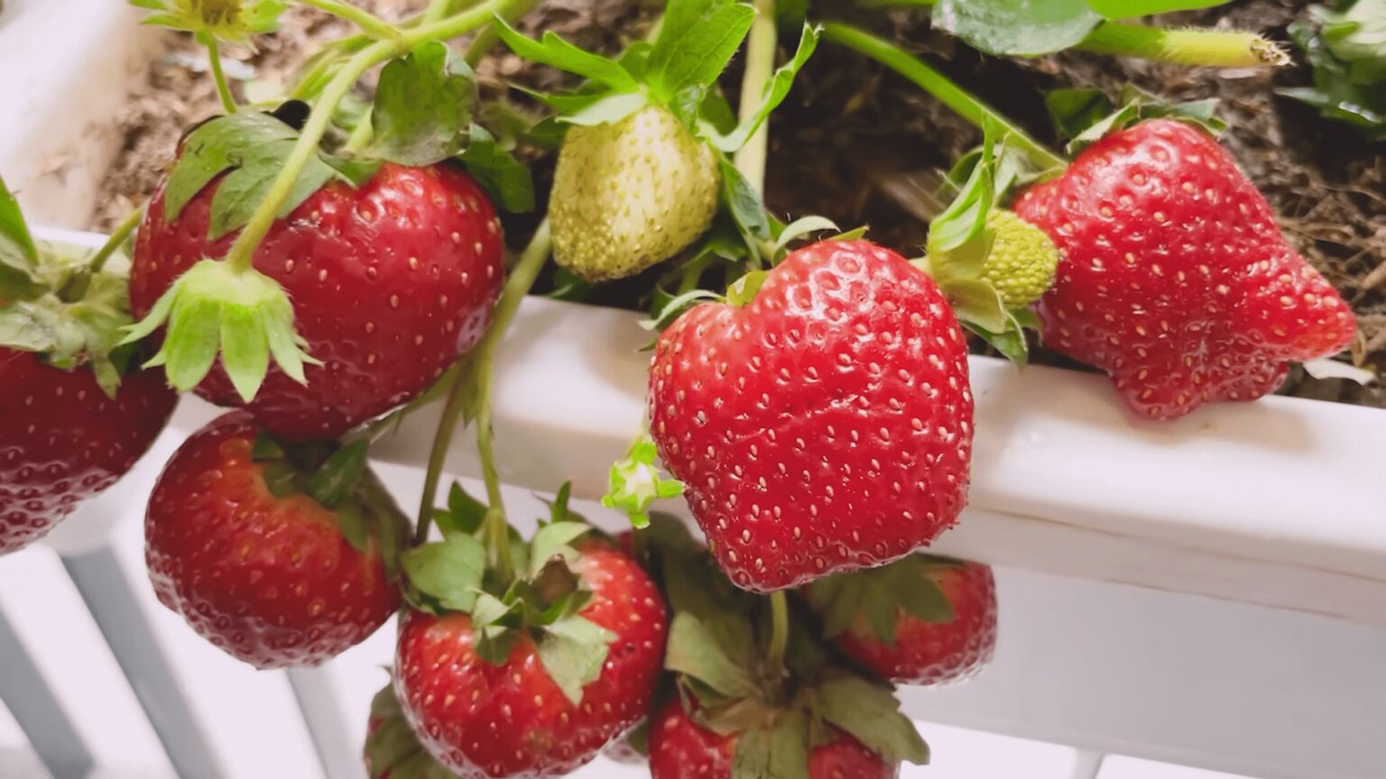 Growing Strawberries Indoors A Sweet Success Southwest Journal