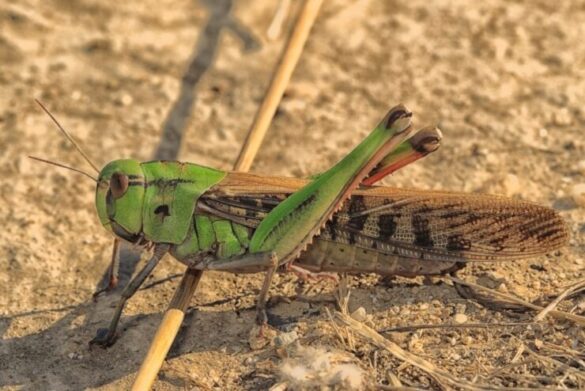 Cicadas Vs. Locusts: What's The Difference?