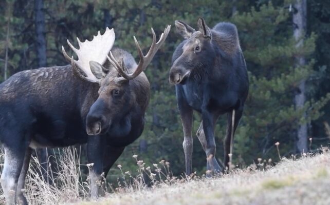 What's Happening To Minnesota's Moose? Are Wolves To Blame? - Southwest ...