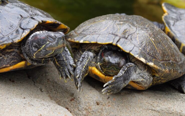 Minnesota's Hidden Turtles: A Guide to Their Unique Characteristics ...