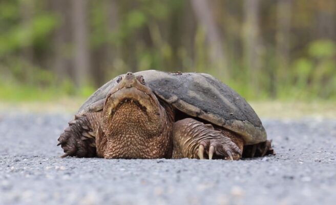 Minnesota's Hidden Turtles: A Guide to Their Unique Characteristics ...