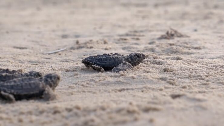 Minnesota's Hidden Turtles: A Guide to Their Unique Characteristics ...