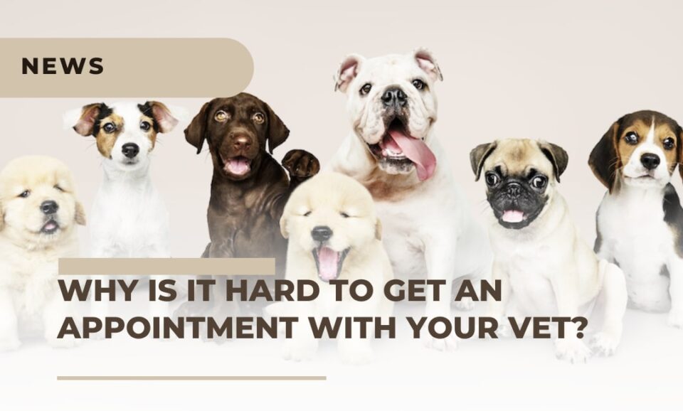 why-is-it-so-hard-to-get-an-appointment-with-your-vet-right-now-pets