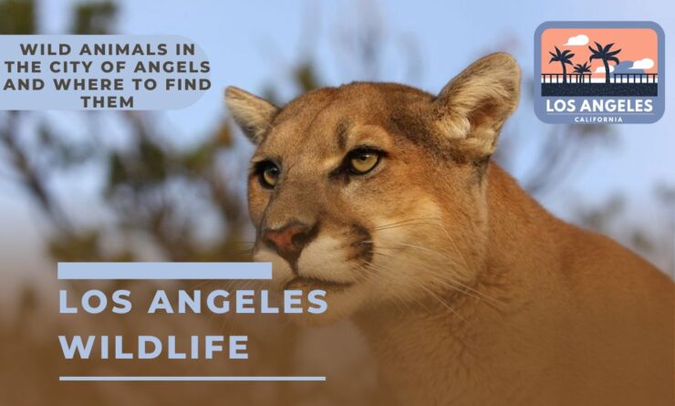 Spotting mountain lions is becoming a Pennsylvania pastime. But