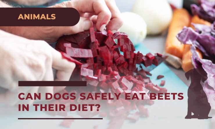 Can Dogs Safely Eat Beets In Their Diet Cooked Or Raw