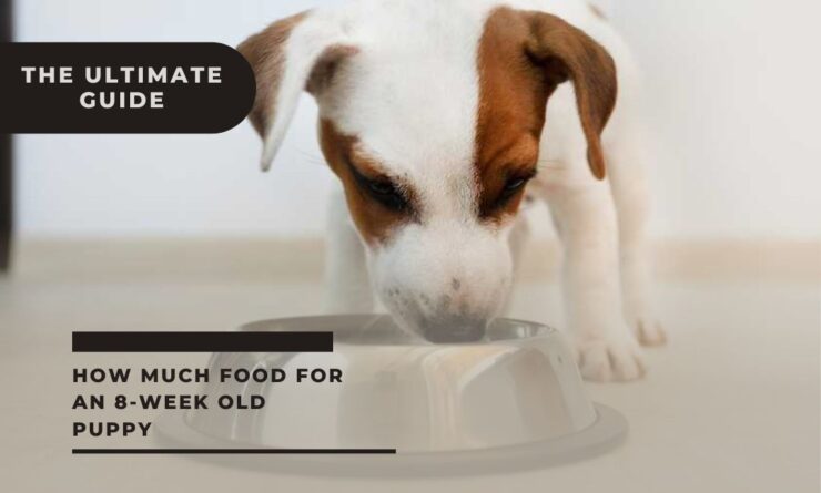 How Much Food For An 8 Week Old Puppy The Ultimate Guide