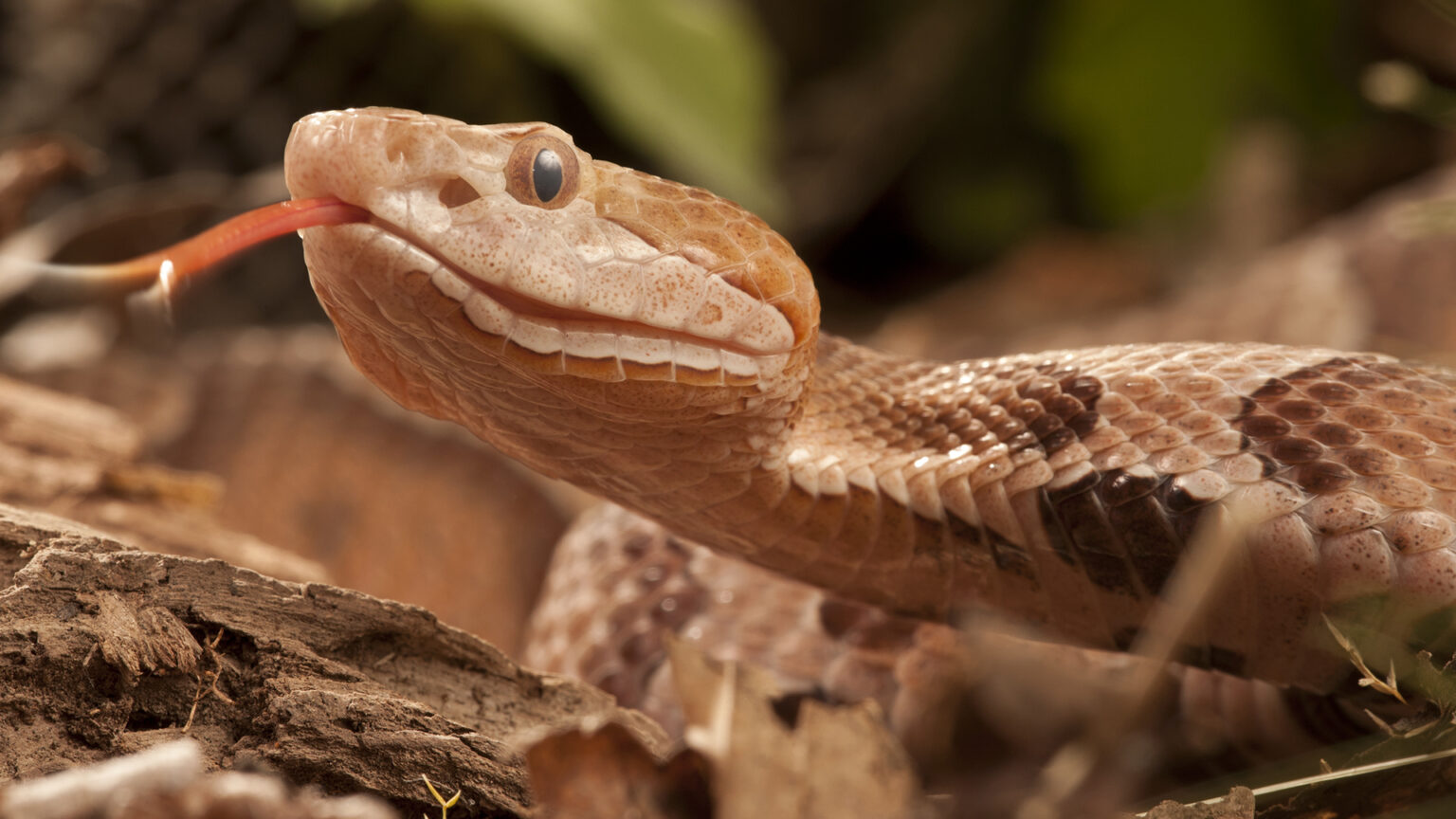 Venomous Snakes That Live in Arkansas: What to Know to Stay Safe?