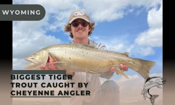 A New Wyoming Record: Biggest Tiger Trout Caught by Cheyenne Angler ...