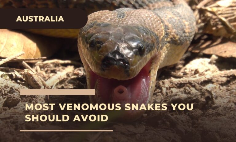 12 Most Venomous Snakes In Australia 2024: Face-to-Face with Danger