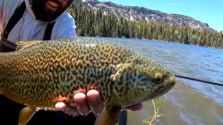 A New Wyoming Record: Biggest Tiger Trout Caught by Cheyenne Angler ...