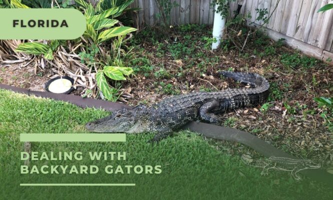 Florida Residents: Your Quick Guide to Dealing with Backyard Gators