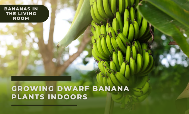 Growing Dwarf Banana Plants Indoors - Bananas in the Living Room ...