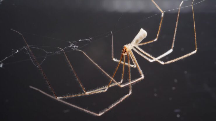 Most Common Types of House Spiders