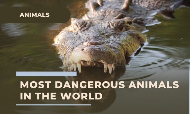 20 Most Dangerous Animals In The World 2024 Nature S Nightmares   Most Dangerous Animals In The World Deadly Encounters 665x400 