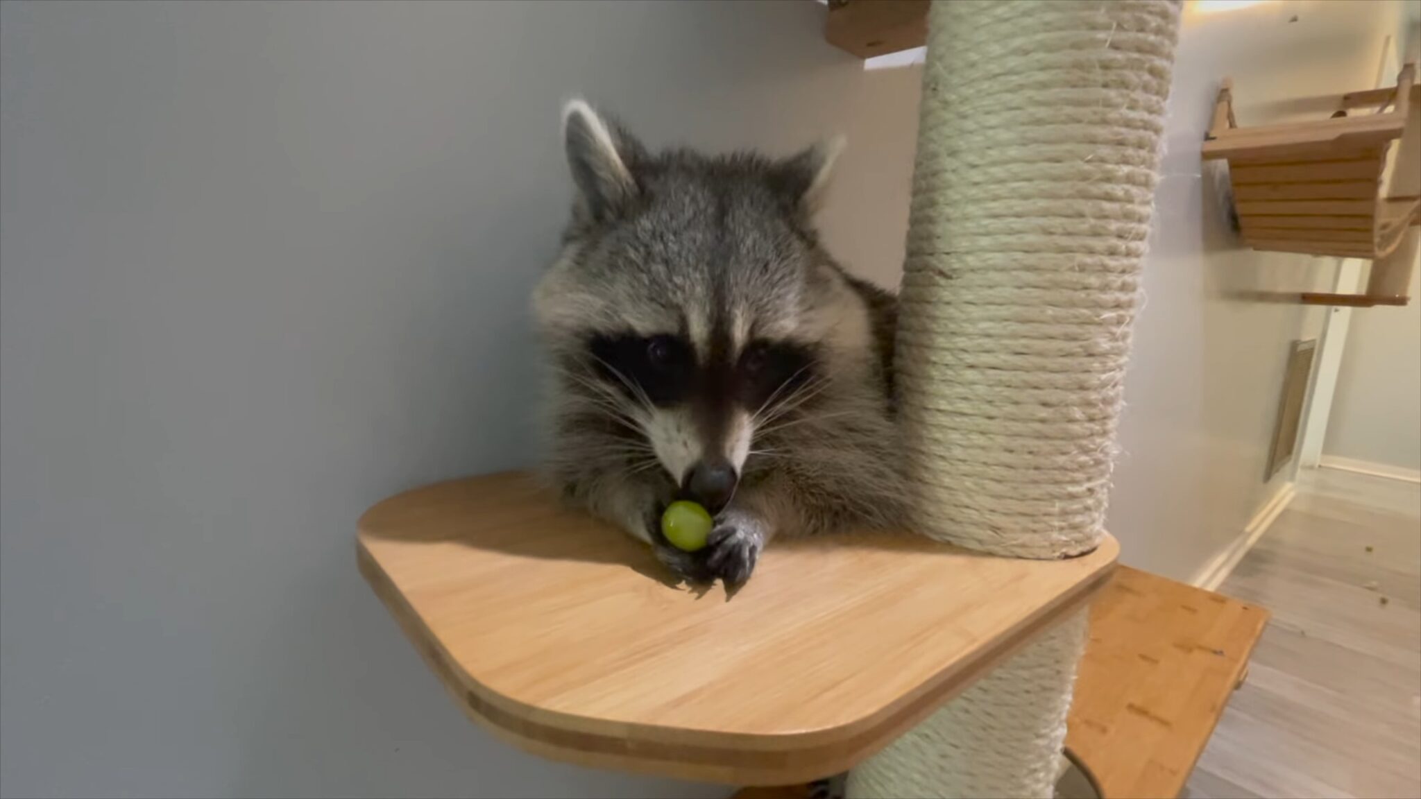 Pet Raccoon Legal States [Updated 2024] From Wild to Home