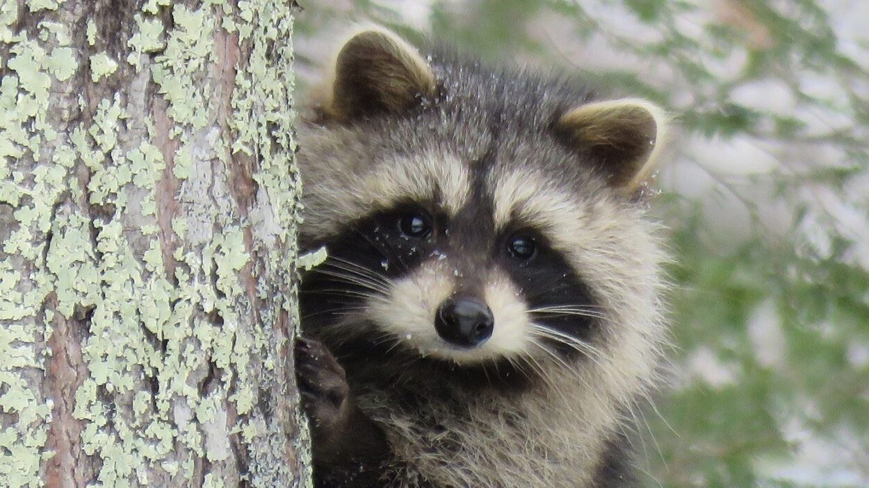 Pet Raccoon Legal States Updated From Wild To Home